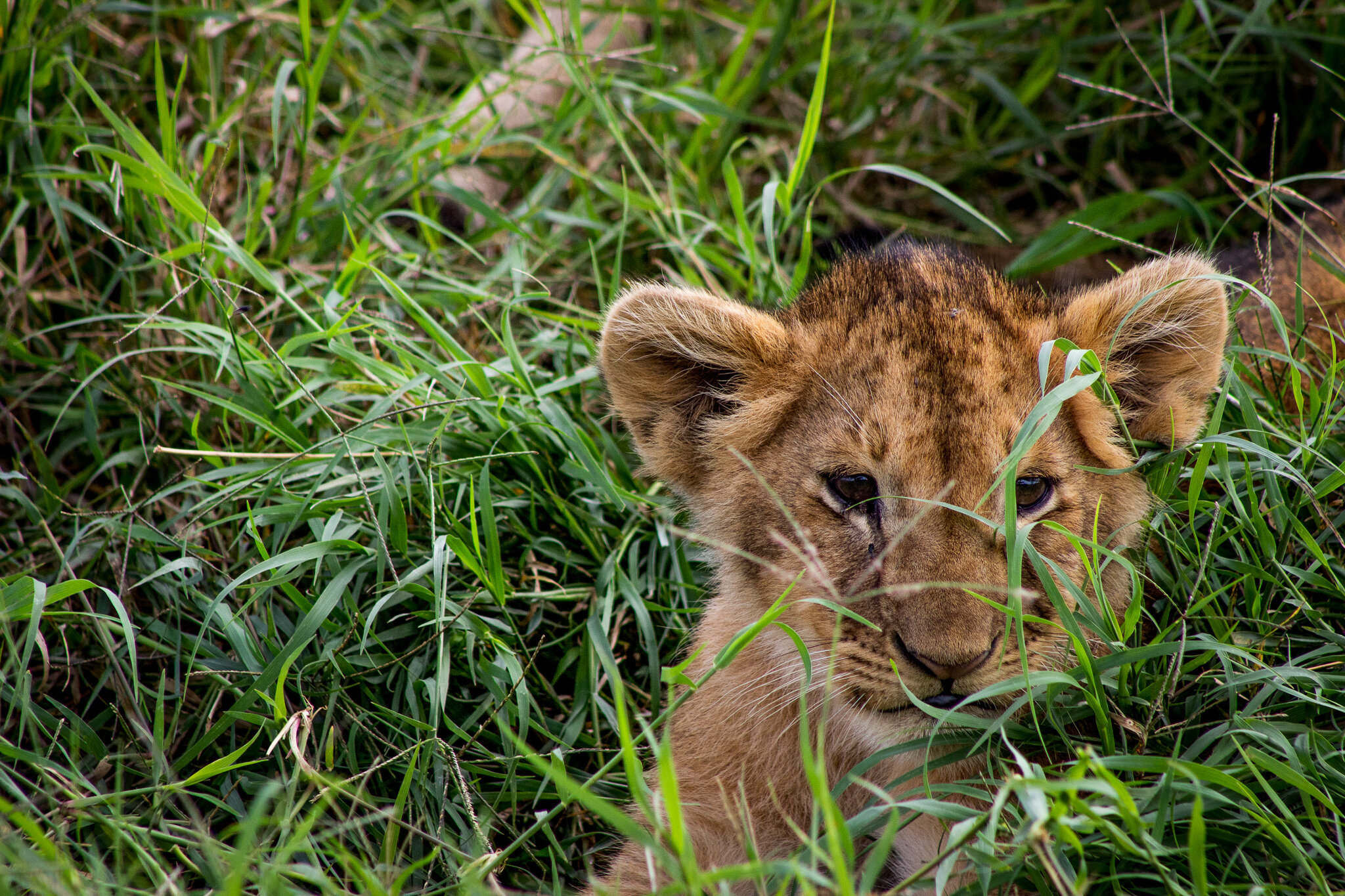 Simba