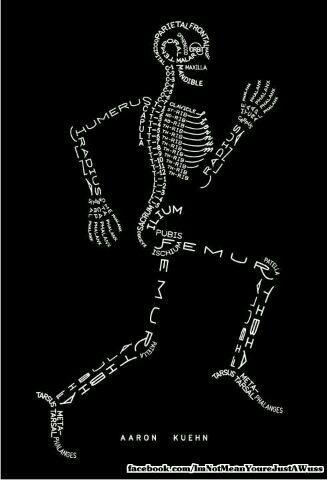 bones of the body