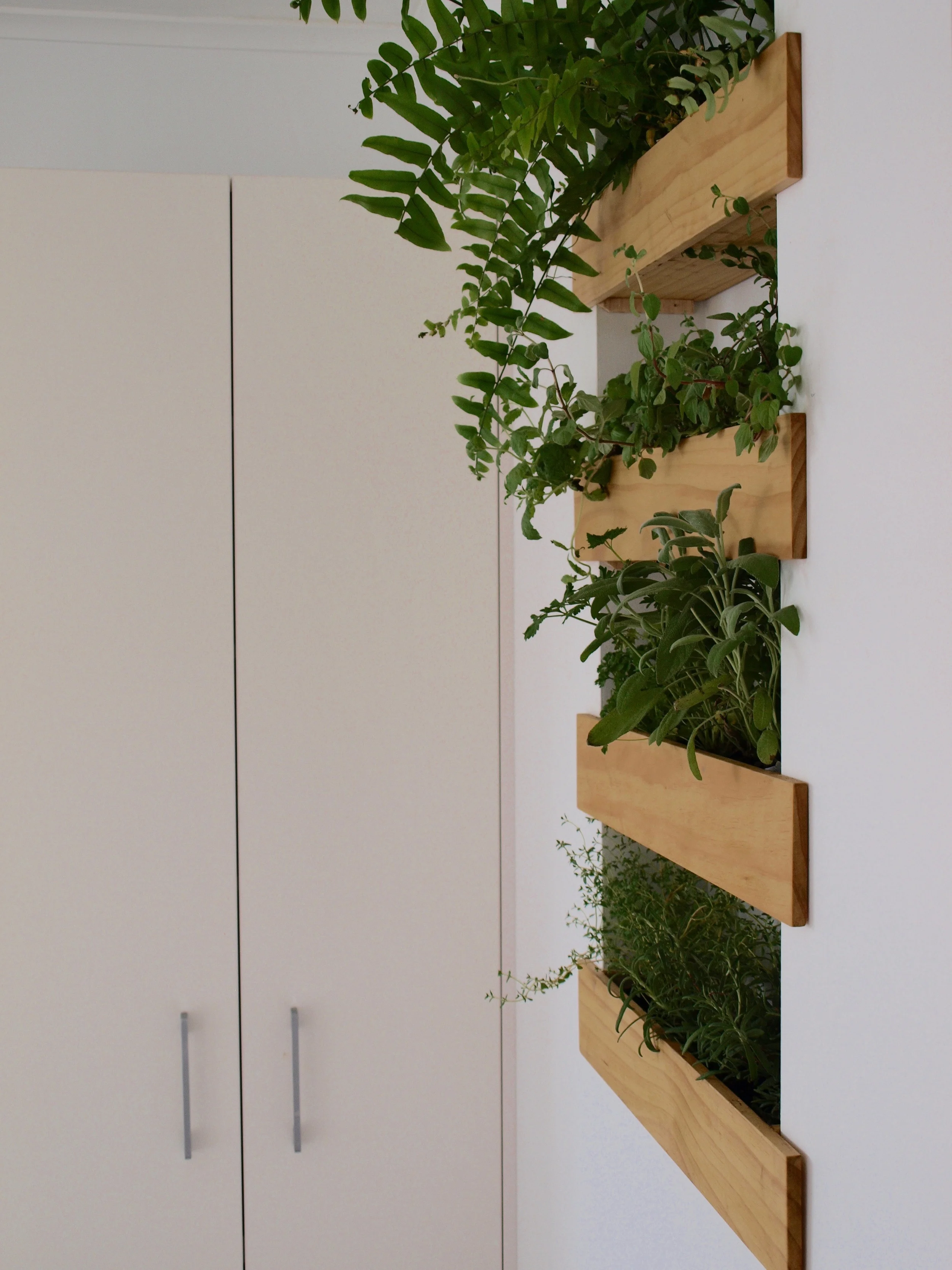 Pearson and Projects - Kitchen PLants.jpg