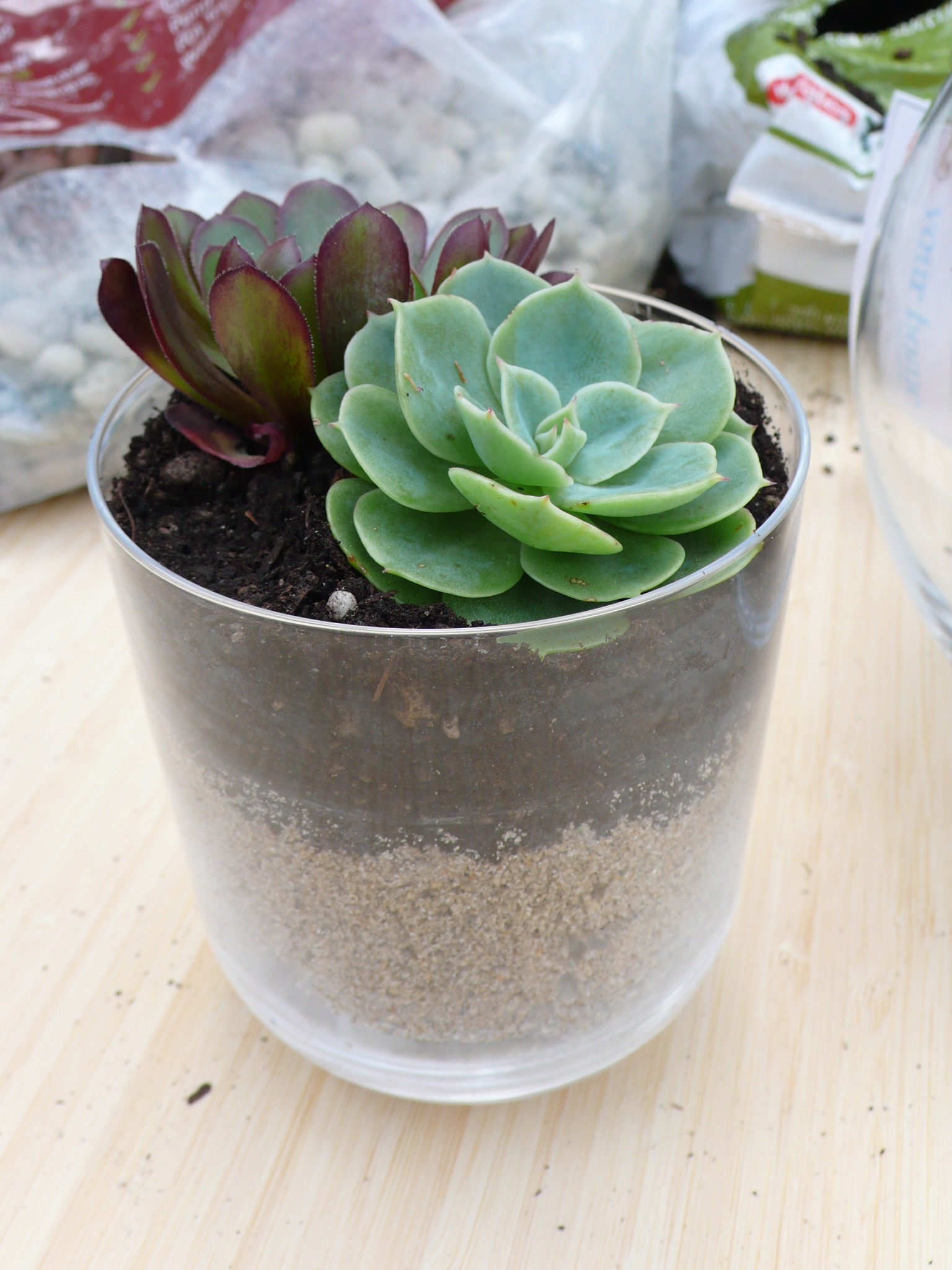 Planting Succulents with the Soil and Containers