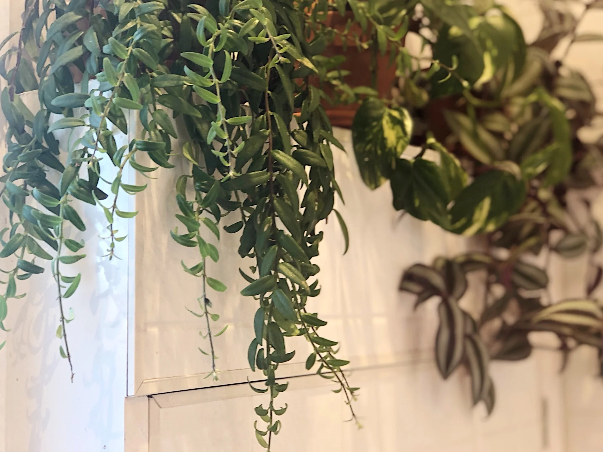 Pearson + Projects The Expert Reveal Budget Kitchen Makeover Plant.jpg