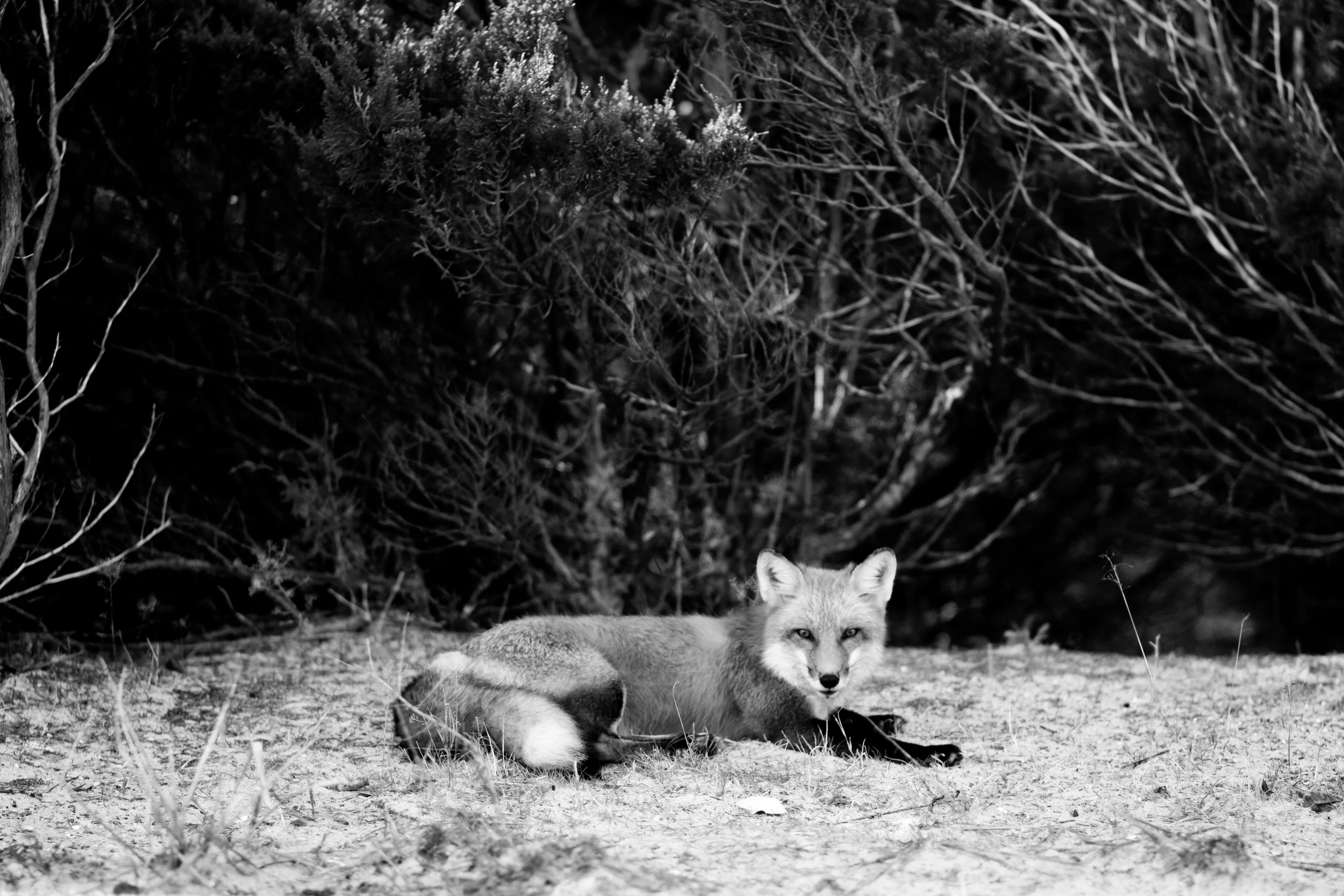 fox3BW-1.jpg