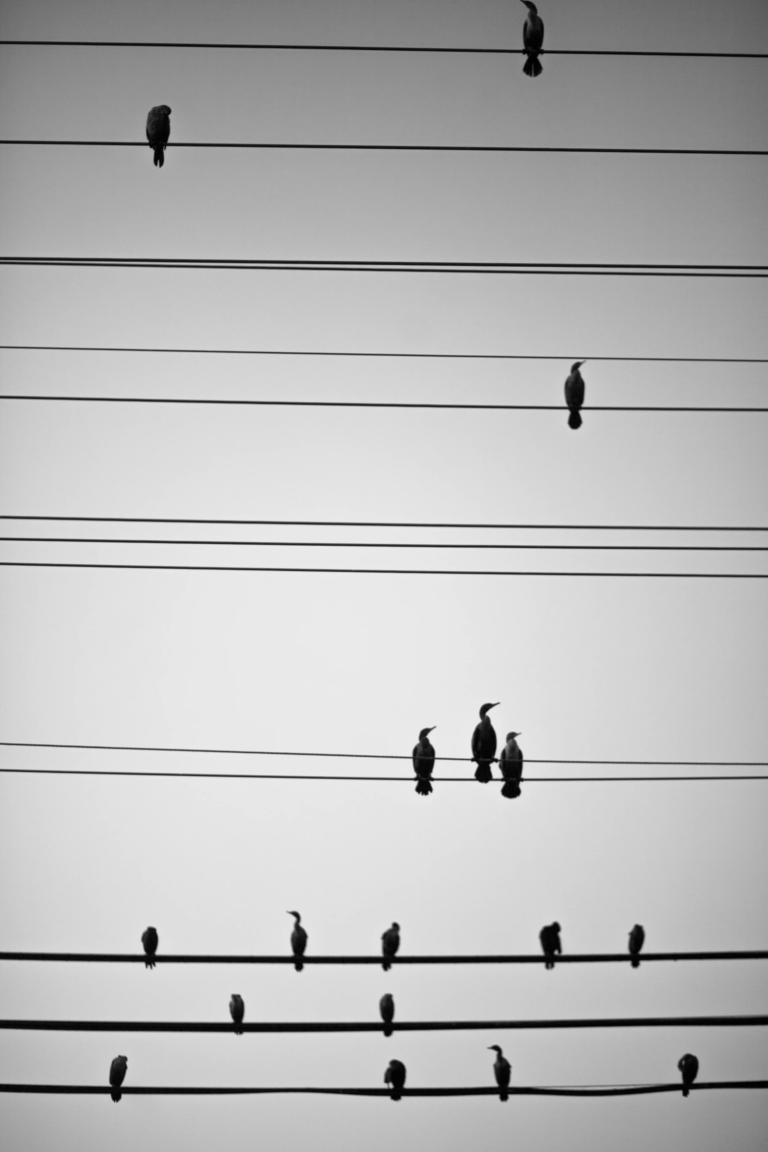 cmrnt-1.jpg