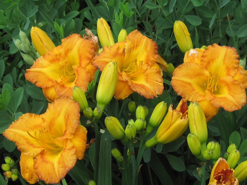 Orange and yellow daylily backed by the blue oval leaves of Baptisia