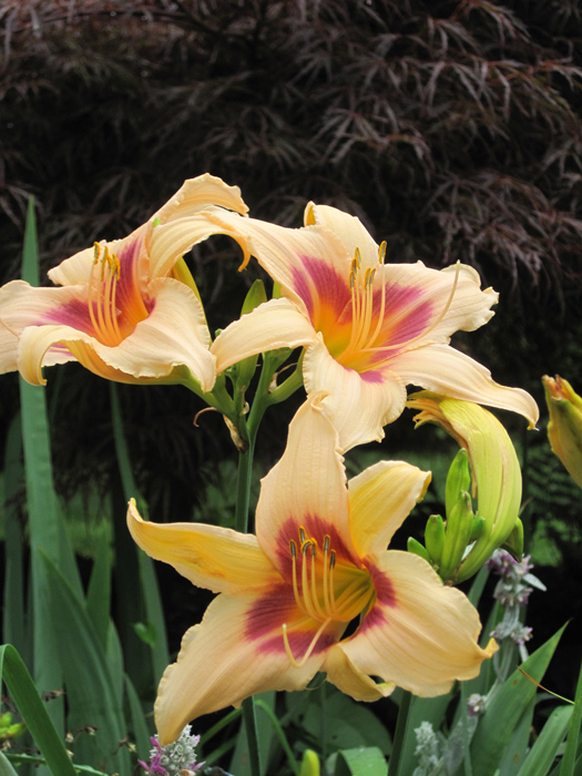 The maroon highlights on this peach daylily complement the 'Crimson Queen' japanese maple.