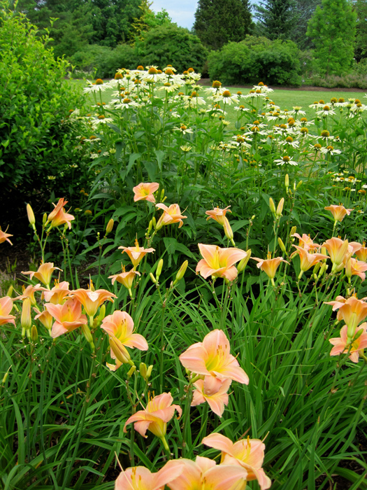 Soft pastels - peach daylily and creamy echinacea at Tower Hill