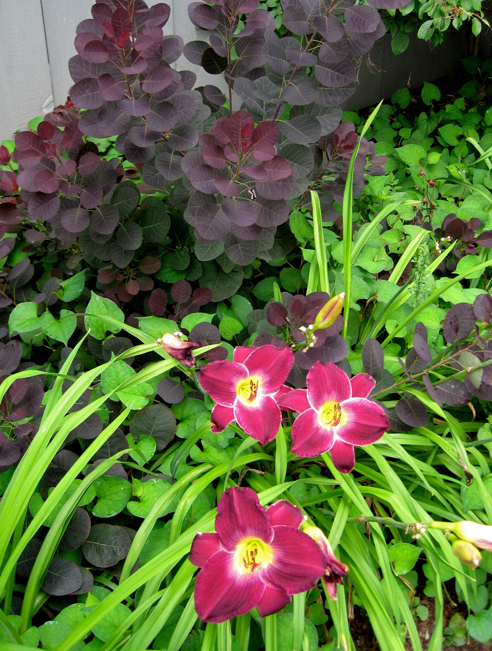 Maroon daylilies combine beautifully with a purple smoke bush.