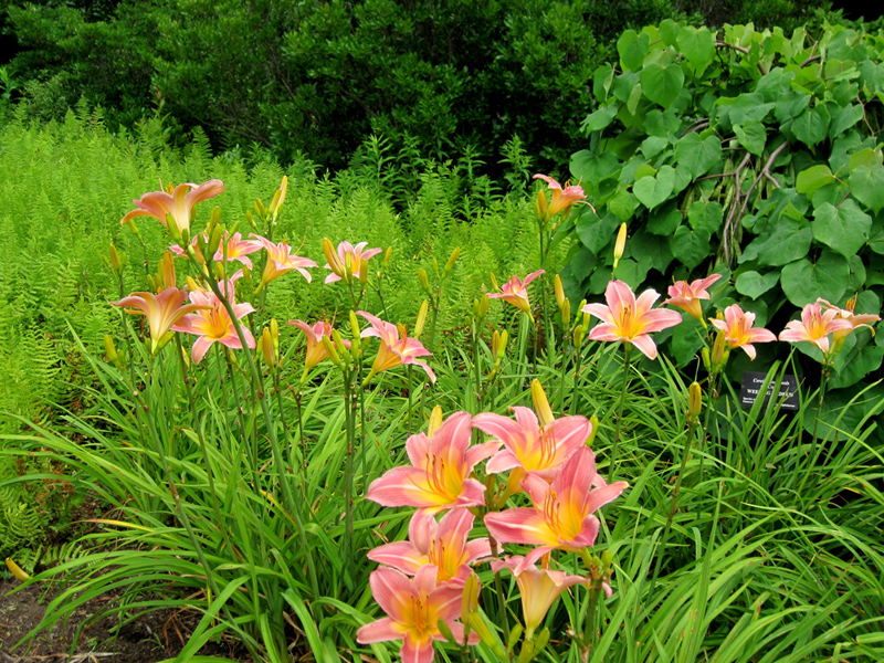 Pink daylilies against the feathery foliage of Hay Scented fern