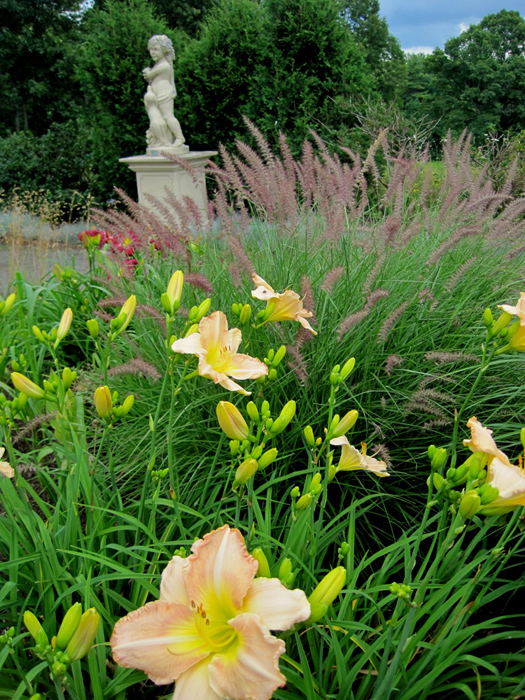 Soft pennisteum blooms with peach daylilies