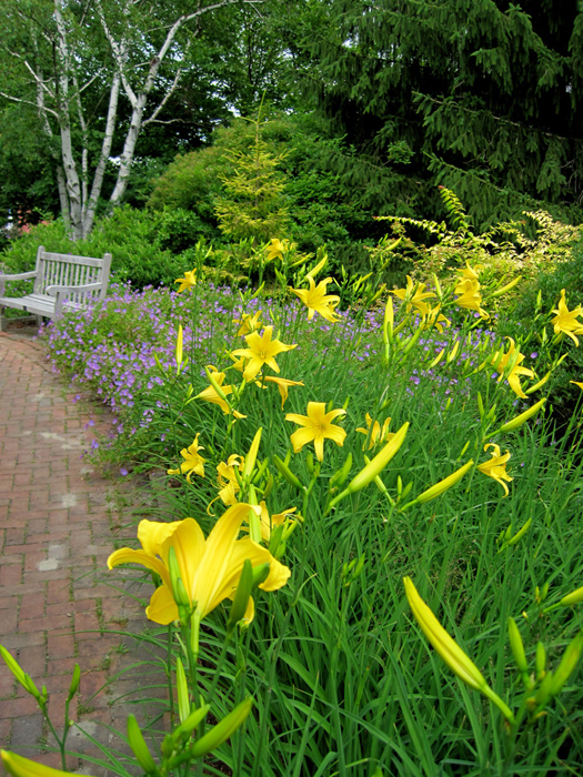 A stunning mass of yellow daylilies with contrasting blue 'Rozanne' geranium and a gold conifer