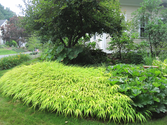 Gold Band' pampas grass - FineGardening