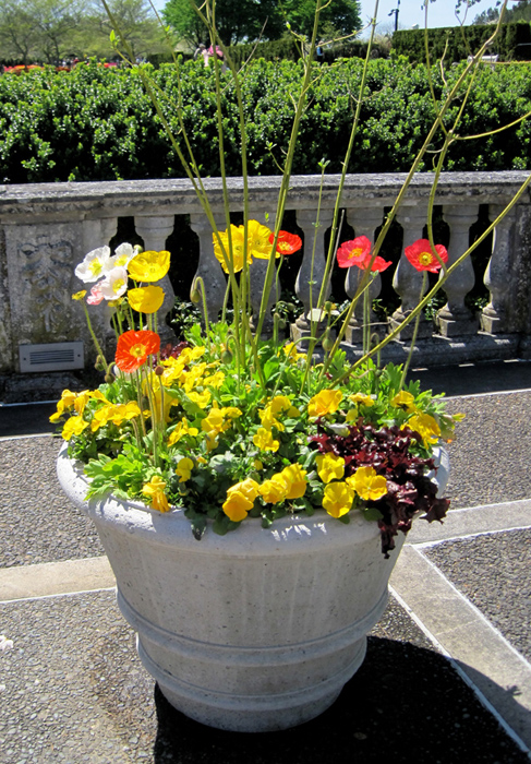 (Poppies, lettuce and pansies grace a terrace at Longwood Gardens)