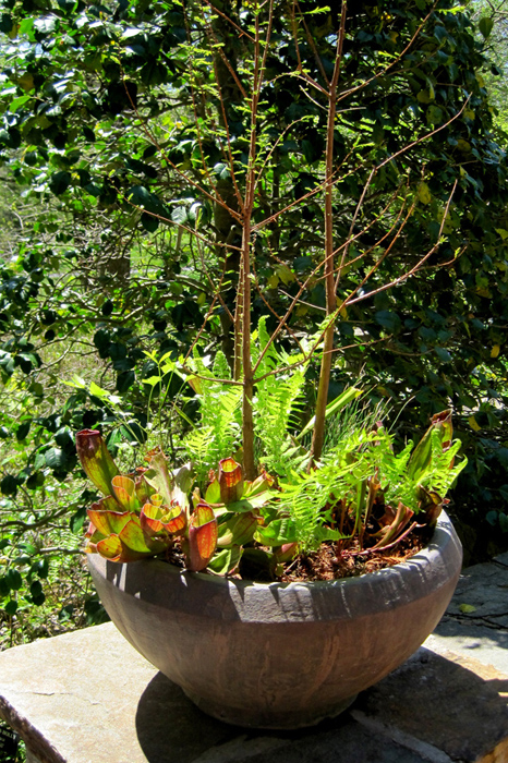 Pitcher plants and ferns are an unusual choice for this bowl in part-sun!