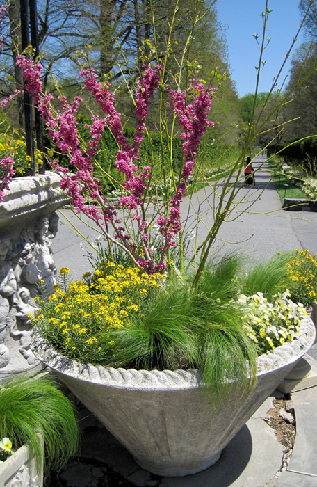 Small redbud trees and dark pink foxgloves add drama.