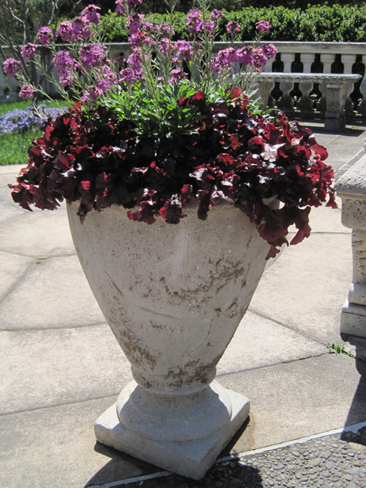 A pot of wallflowers and burgundy heuchera is simple yet stunning.