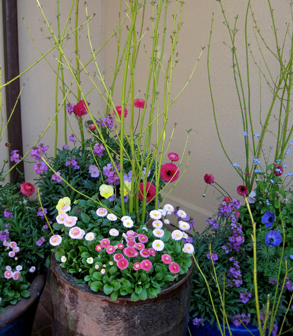 Nothing says spring like English daisies, ranunculus, pansies, willows