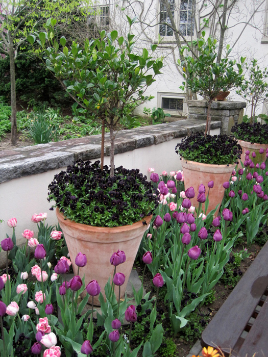 The simple repetition of deep purple-black pansies accentuates the pink and purple tulips.