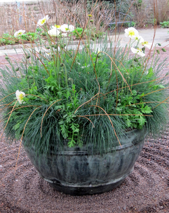 Blue fescue grass sets off the white poppies in a courtyard of raked sand.