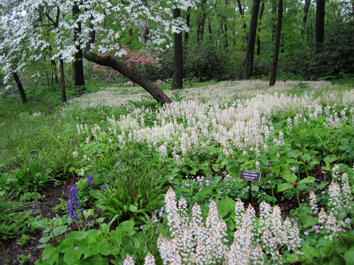 Tiarella under a Kousa dogwood at the Brooklyn Botanic Garden