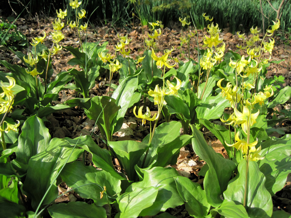 Erythronium at Carolyn's Shade Gardens, Wayne, PA