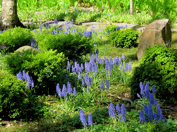Grape hyacinths at Chanticleer outside of Philadelphia