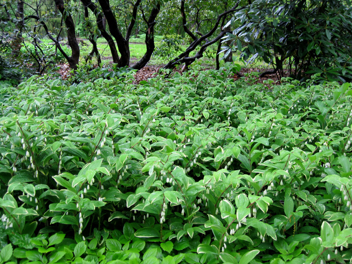 Solomon's Seal, Brooklyn Botanic Garden