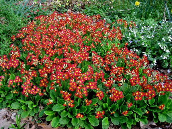 Primroses, Carolyn's Shade Gardens, Wayne, PA