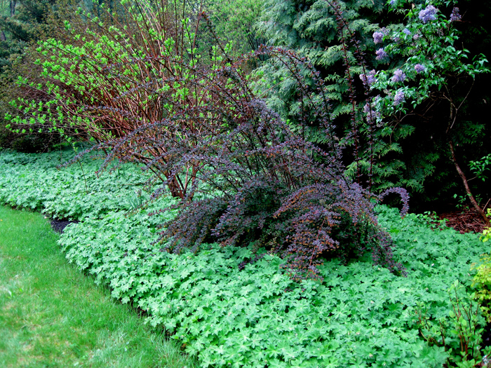 Bigroot geranium at Margaret Roach's garden, New York