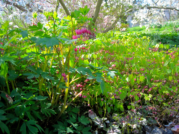 Epimedium roseum and bleeding hearts at Chanticleer