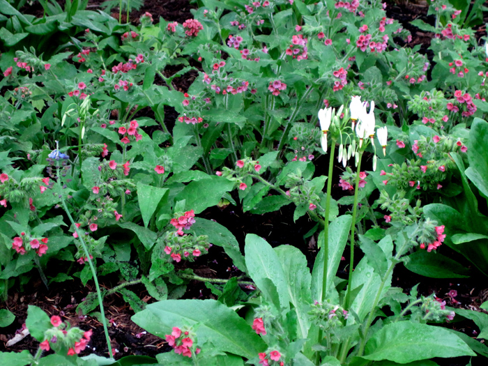 Pulmonaria at Broccoli Hall, a private garden in Dutchess County, NY