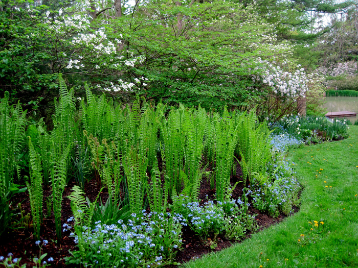 Ferns and forget-me-nots at Broccoli Hall