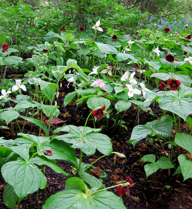 Trilliums at Broccoli Hall