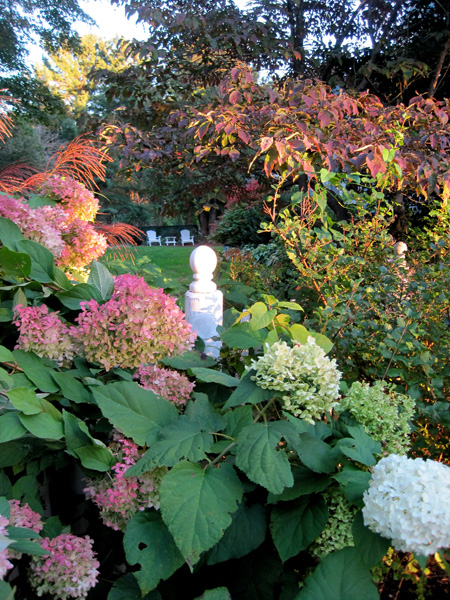 Hydrangeas 'Limelight' and ' Annabelle' with miscanthus zebrinus and dogwood