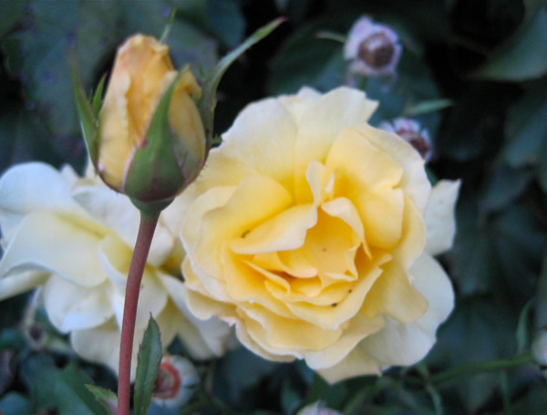 'Oregold' rose