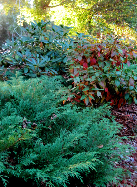 Rhododendrons 'Patriot' and 'Album' with Siberian cypress