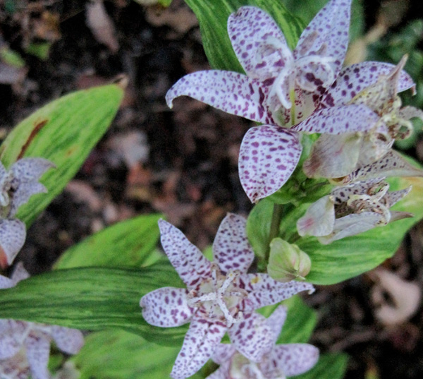 Variegated tricyrtis
