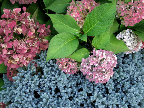 Hydrangea 'Endless Summer', faded from blue to rose and burgundy, with Juniper 'Blue Star'