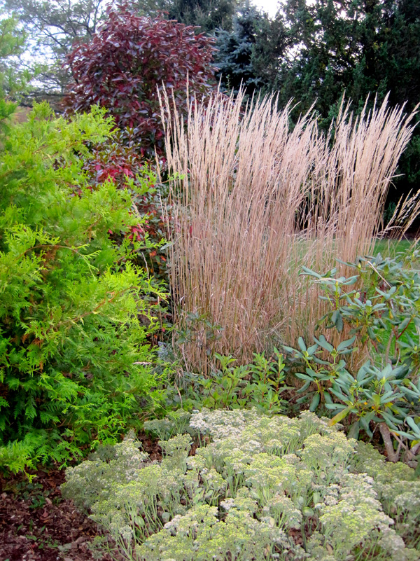 'Karl Forrester' grass with gold arborvitae, viburnum 'Winterthur' and variegated sedum