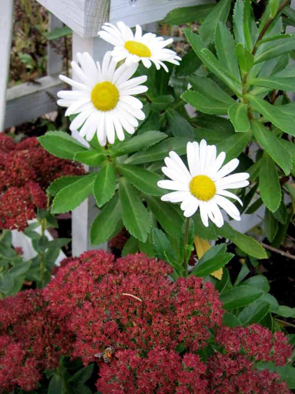 Montauk daisy with sedum 'Autumn Joy'