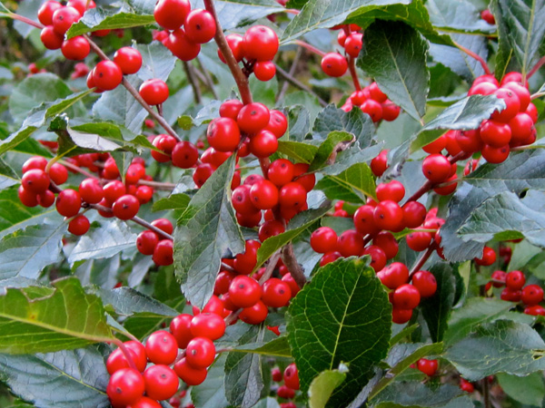 Winterberry holly 'Shaver'