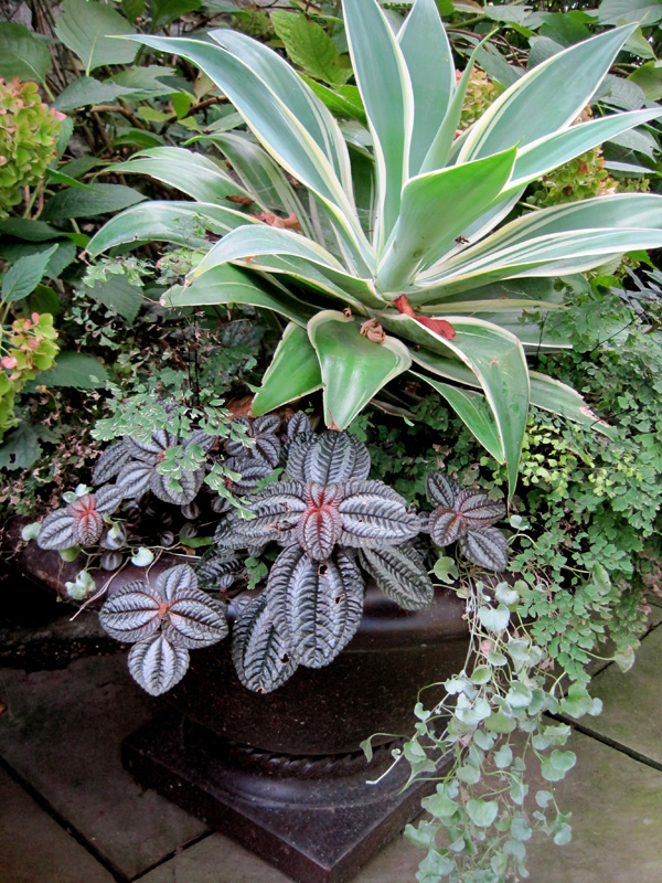 Pepperonia and a variegated agave are beautiful in a bronze urn.