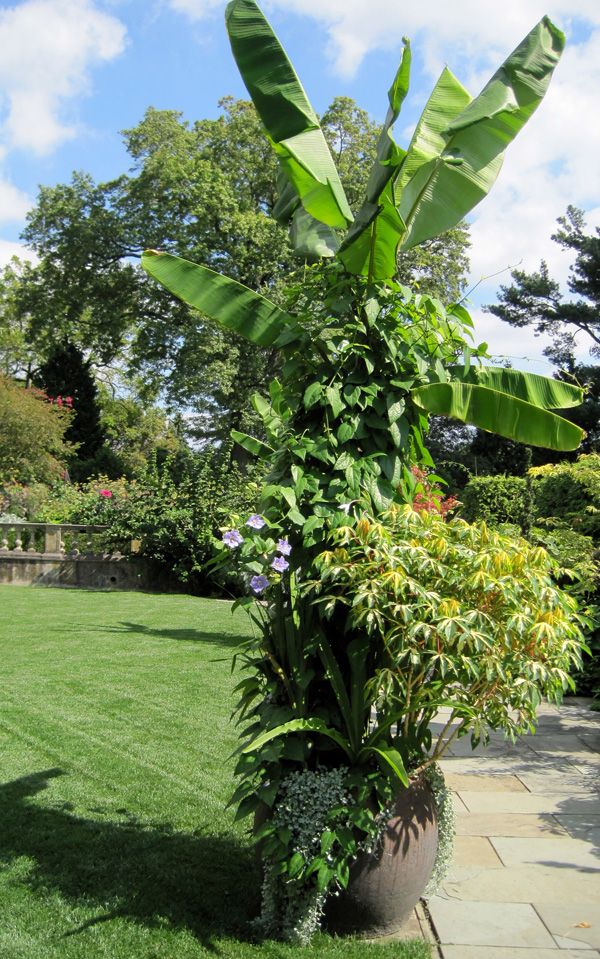 A banana tree creates a towering centerpiece in the garden!