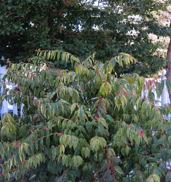 Image of Winterberry and leucothoe companion plants