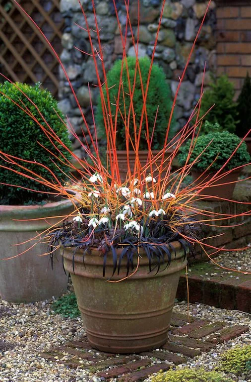 Image of Midwinter Fire Dogwood in a Vase