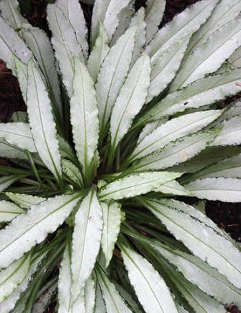 Pulmonaria 'Silver Bouquet'