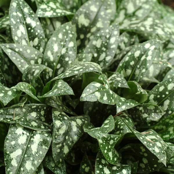 Pulmonaria 'Milky Way'
