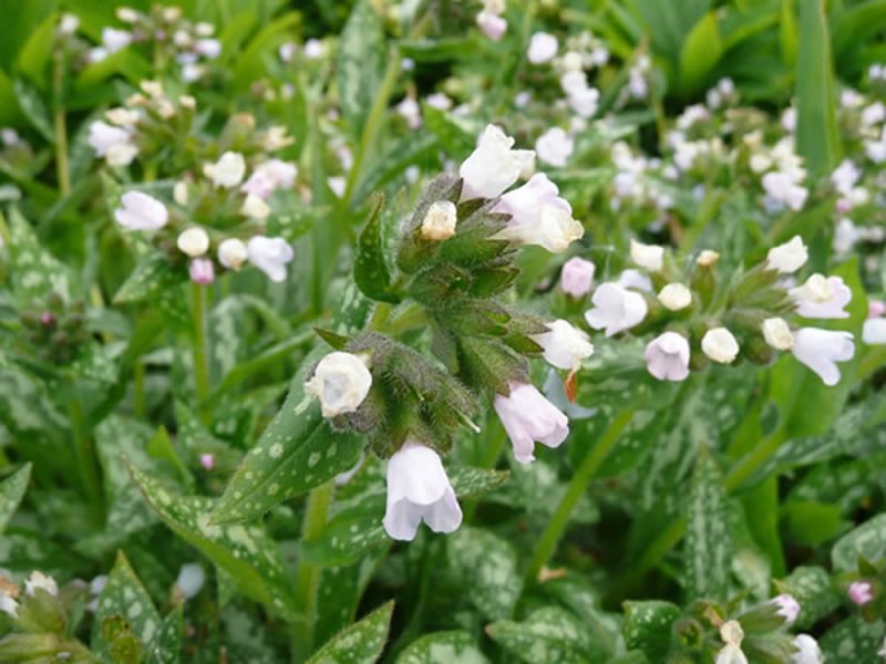 Pulmonaria 'Opal'