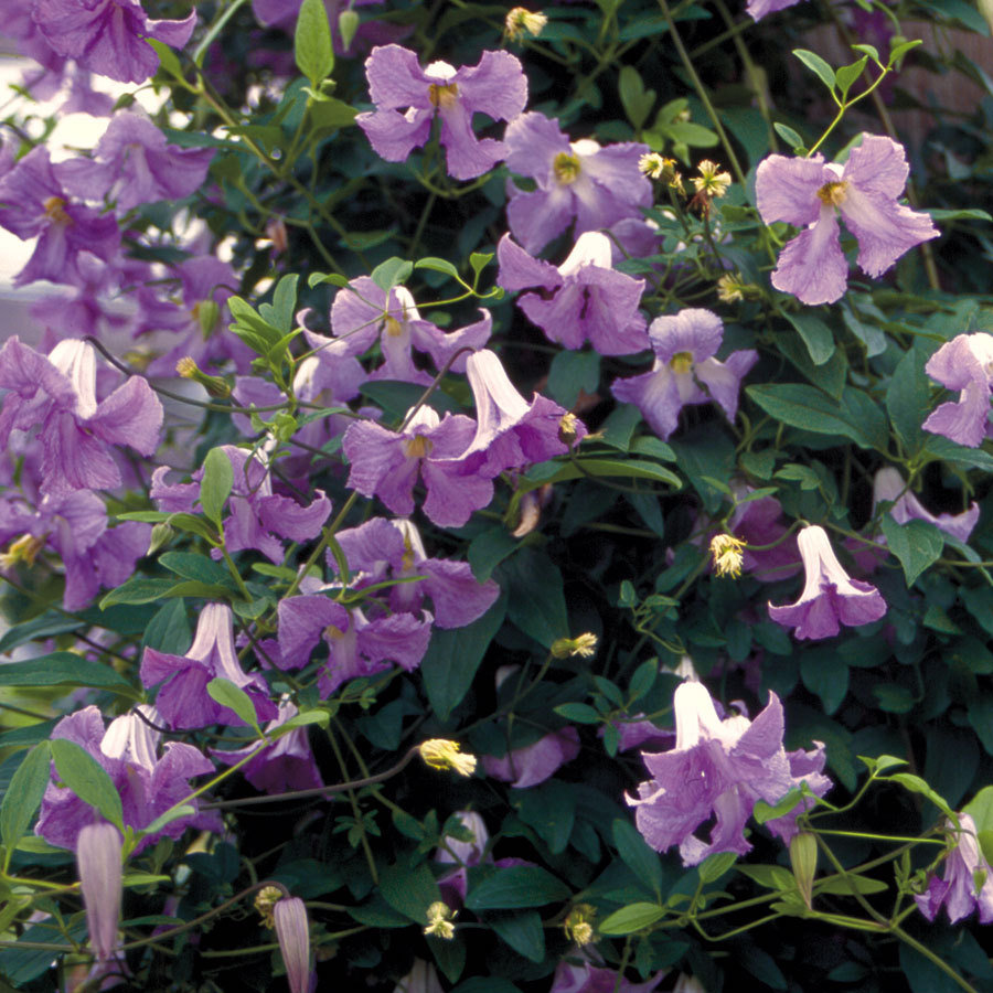 Clematis 'Betty Corning'