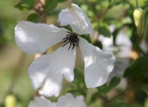 Clematis 'Albu Luxurians'