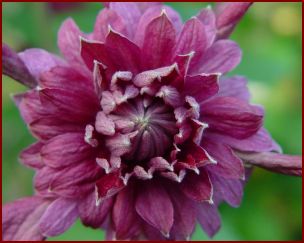 Clematis "Purpurea Plena Elegans"